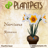 PlantPet Seed [Narcissus *Romance*]