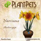 PlantPet Seed [Narcissus *Ambergate*]