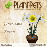 PlantPet Seed [Narcissus *Poeticus*] common Release Day 01.07.2011