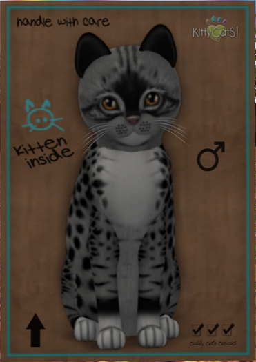 KittyCatS Box - New Born Kitten