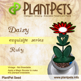 PlantPet Seed [Daisy *Ruby*] rare Release Year 2010