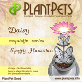 PlantPet Seed [Daisy *Spotty Hawaiian*]