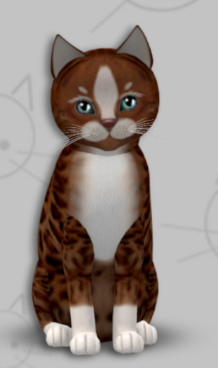 KittyCatS Box - Genesis Ginger II/4T/Male/Fluffy