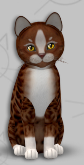 KittyCatS Box - Genesis Ginger II/3T/Male/Dark Chocolate