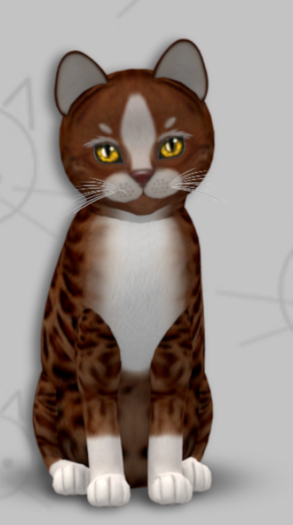 KittyCatS Box - Genesis Ginger II/2T/Female/Super Fussy