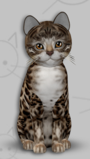KittyCatS Box - Bengal Tawny/3T/Female/Odyssey Skyline