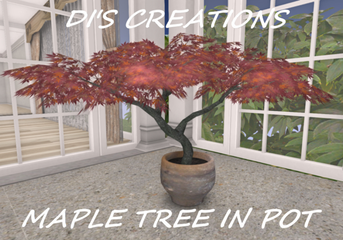 JANPANESE MAPLE TREE