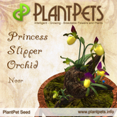 PlantPet Seed [Princess Slipper Orchid *Noor*] 2