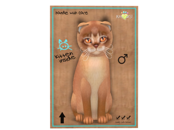 KittyCatS Box - 9T - M - Abyssinian - Cinnamon