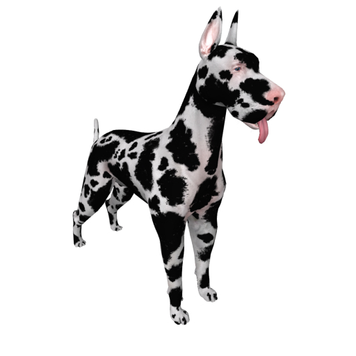 DOG-Royal -Greateast Dane Harlequin
