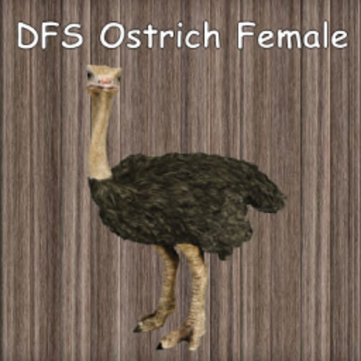 DFS Ostrich Female