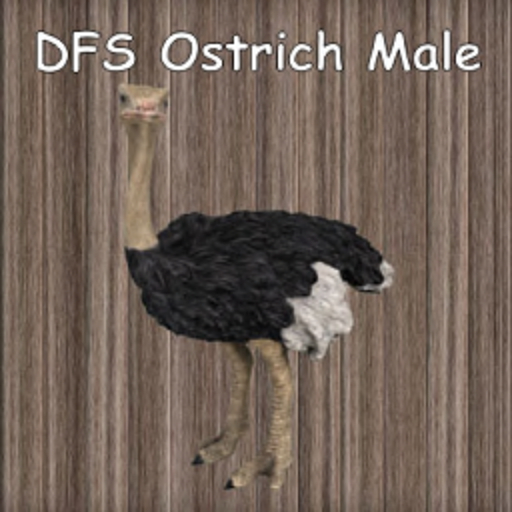DFS Ostrich Male