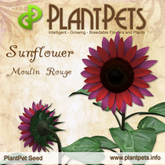 PlantPet Seed [Sunflower *Moulin Rouge*] rare Release Day 30.09.2012