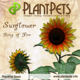 PlantPet Seed [Sunflower *Ring of Fire*] rare elite Release Day 30.09.2012