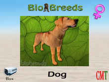 BioBreeds BB Lab Box Red Female