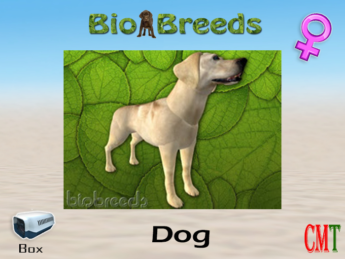 BioBreeds BB Lab Box Yellow Female