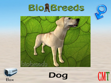 BioBreeds BB Lab Box Yellow Male