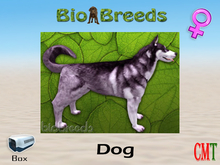 BioBreeds BB Husky Box Arctic Purple Female