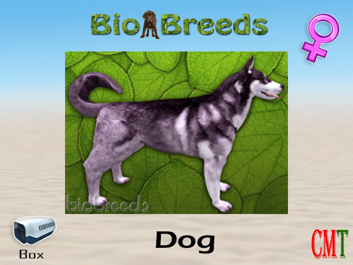 BioBreeds BB Husky Box Arctic Purple Female