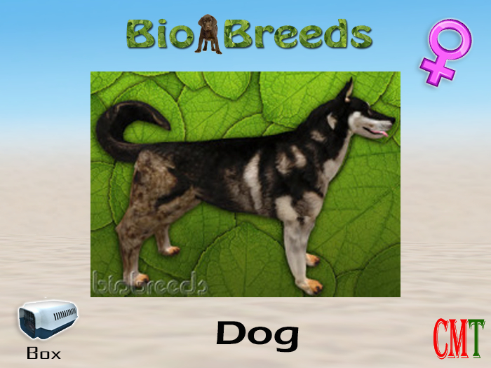 BioBreeds BB Husky Box Polar Night Female