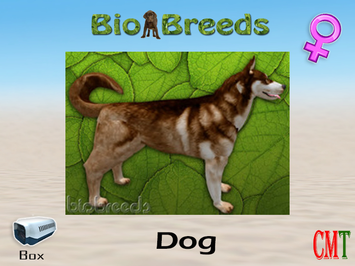BioBreeds BB Husky Box Female