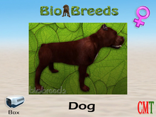 BioBreeds BB Pitbull Box Brick Female