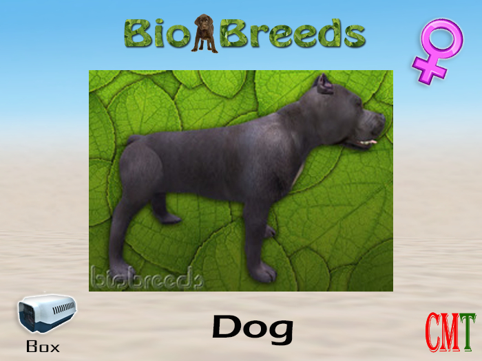 BioBreeds BB Pitbull Box Slate Female