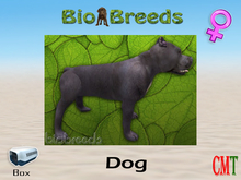 BioBreeds BB Pitbull Box Slate Female