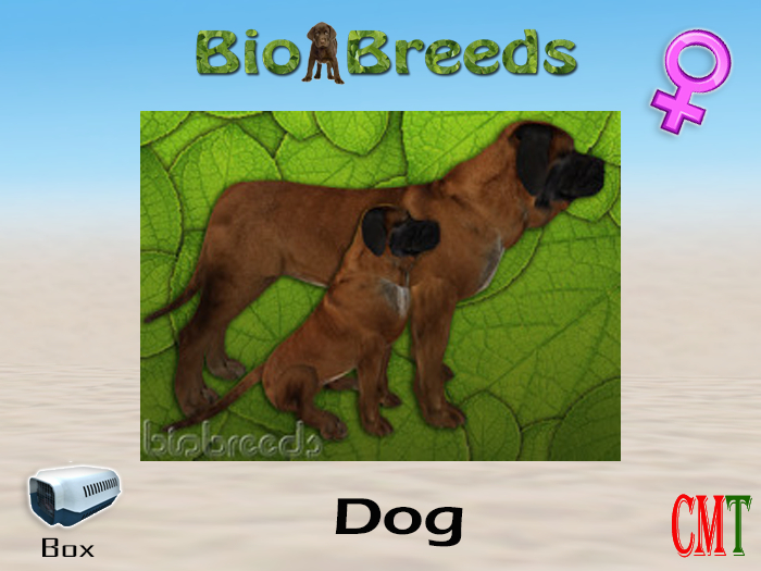 BioBreeds BB Mastiff Box Brown Female