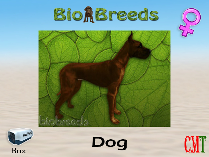 BioBreeds BB GD Box Chocolate Female