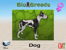 BioBreeds BB GD Box Harlequin Female