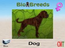 BioBreeds BB Boxer Box Brindle Female