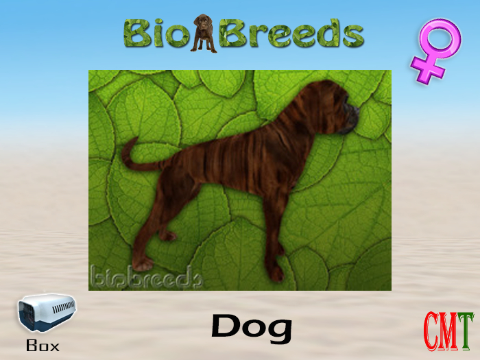 BioBreeds BB Boxer Box Brindle Female