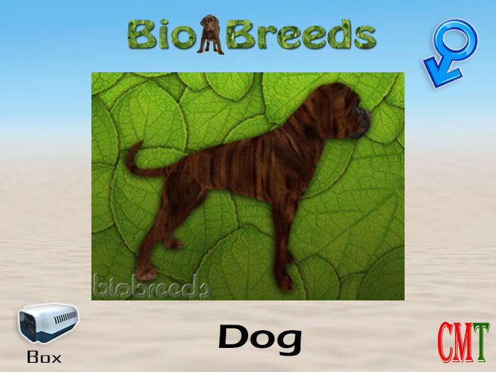 BioBreeds BB Boxer Box Brindle Male