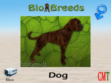 BioBreeds BB Boxer Box Brindle Male