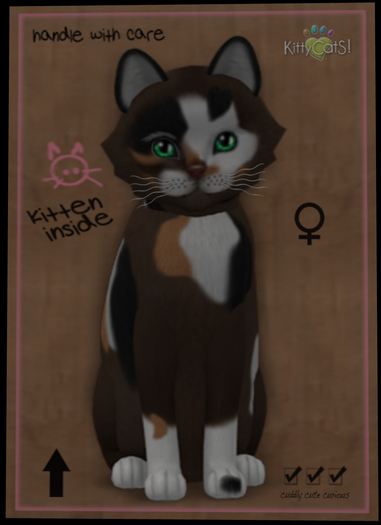 KittyCatS Box - New Born Kitten