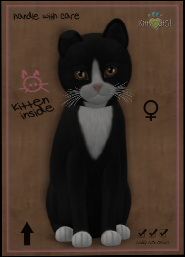 KittyCatS Box - New Born Kitten