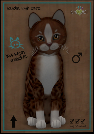 KittyCatS Box - New Born Kitten