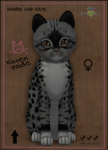 KittyCatS Box - New Born Kitten
