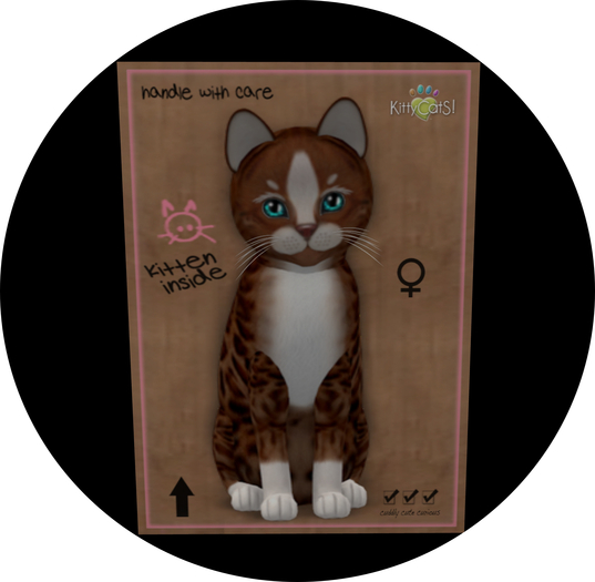 KittyCatS Box - New Born Kitten