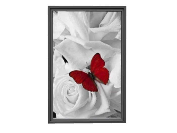 Picture Butterfly swr
