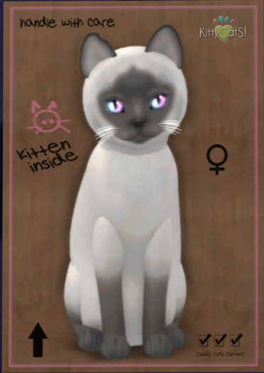 KittyCatS Box - New Born Kitten