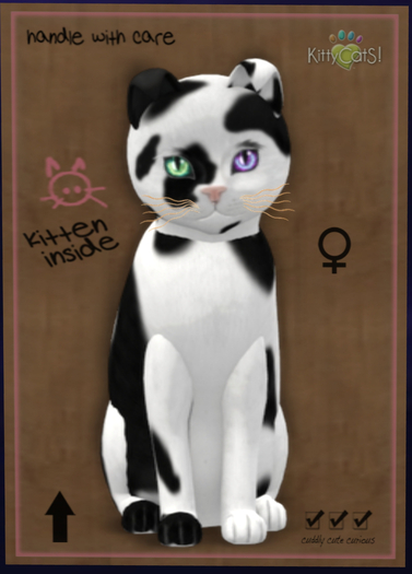 KittyCatS Box - New Born Kitten