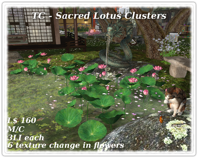 Sacred Lotus Clusters with 7 Flower Texture Change