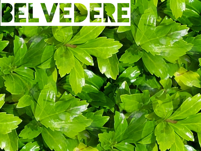 Belvedere - Leaves Texture