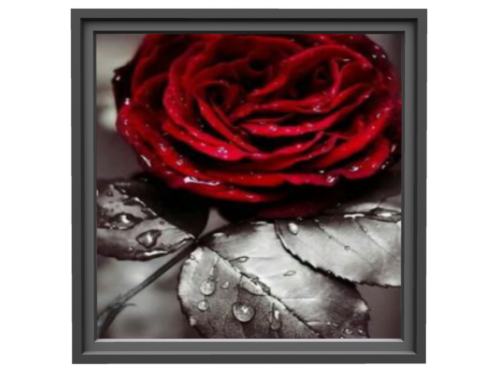 Picture with frame Rose SWR
