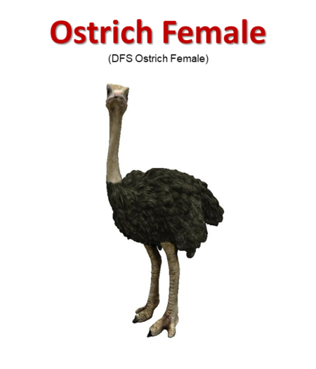 DFS Ostrich Female (DFS - Texture Only)