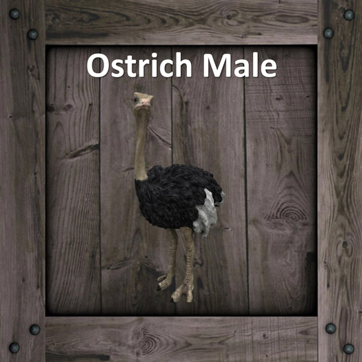 DFS Ostrich Male (Texture)