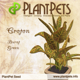 PlantPet Seed [Croton *Burnt Green*]