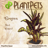 PlantPet Seed [Croton *Red Lizard*] rare elite Release Day 25.10.2010